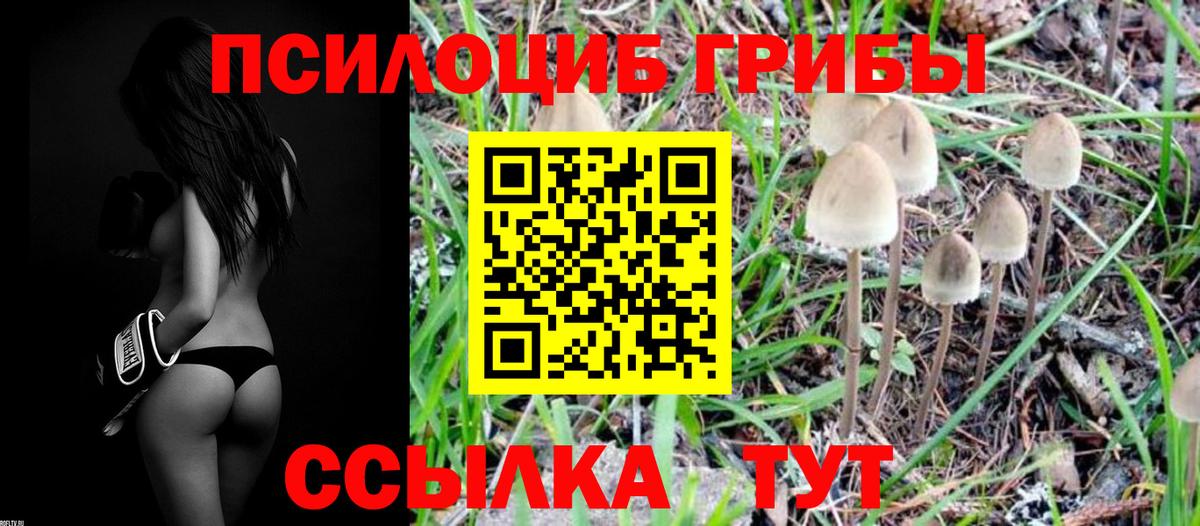 хочу наркоту  Грязи  Галлюциногенные грибы Psilocybine cubensis 
